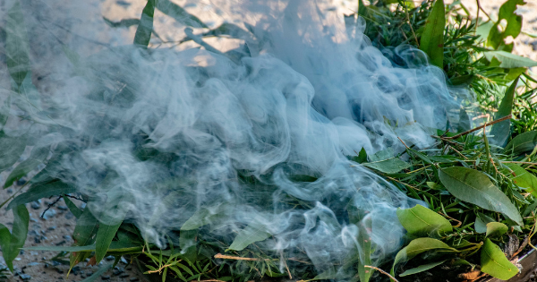 Smoke rising from native leaves during a smoking ceremony,